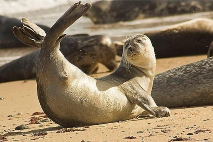 Relaxing Chalet On Popular California Sands Short Stroll To Beach, Nr Norfolk Broads & Great Yarmouth Scratby Extérieur photo